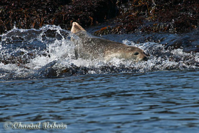 20070704_2181 Seals.jpg