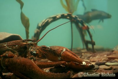 20070708_2859 Shippagan aquarium.jpg