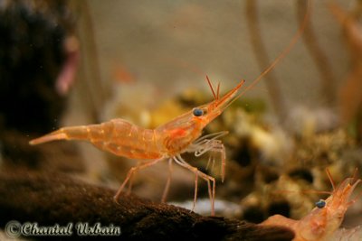 20070708_2880 Shippagan aquarium.jpg