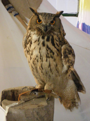 Iranian Owl