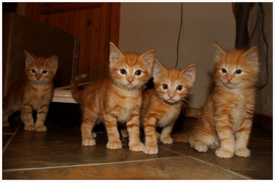 4 of our 6 kittens