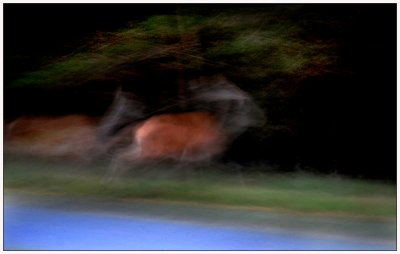 Deer on the run