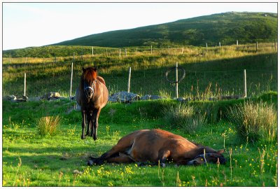 Horses resting, Runde