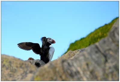 Puffin stretching