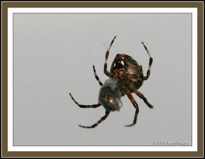 octoberspider1.jpg