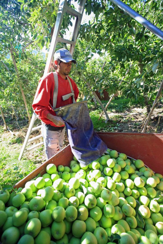  Bin Of Granny Smith Apples ( Always Green, Best Pie Apple!)