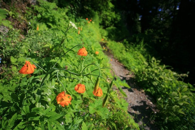 Tiger Lillies Along Hoh River Trail