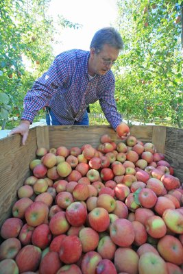 John Baile Inspects Apples In Auvil Company Orchard Near Orondo