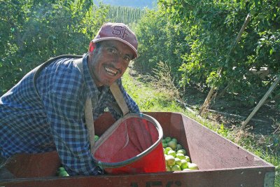  Dumping Apples Into Bin ( Yes , There Is A Right Way And Wrong Way)