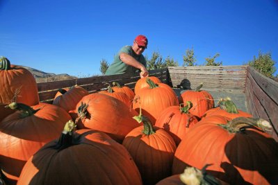  Small Orchardist Pat Bland Havests His Pumpkin Patch