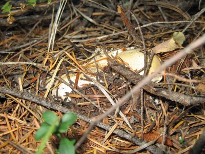  Chantrel Mushrooms Fill Forest Floor