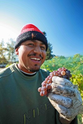 Worker Poses With Grapes