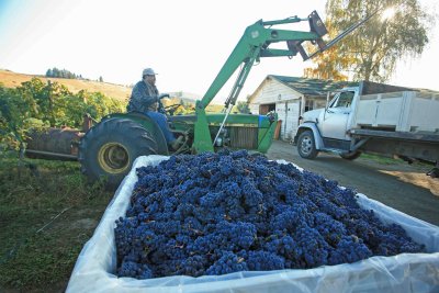 Bringing Grape Bins From Vineyards To Truck