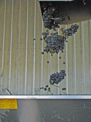 Grapes Falling Into Juicer