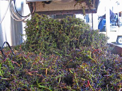 Grapes After Being Send Through Giant Juicer