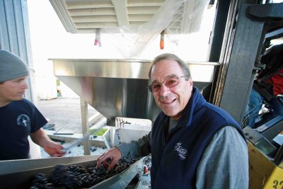Winery Owner Steve Kludt Checks Grapes On Belt