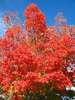 Fire Red Tree In Wenatchee Park