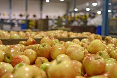 Bins Of Apples Ready To Begin Their Journey