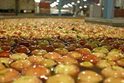  Apples Taking  A Dip Before Sorting  And Packing