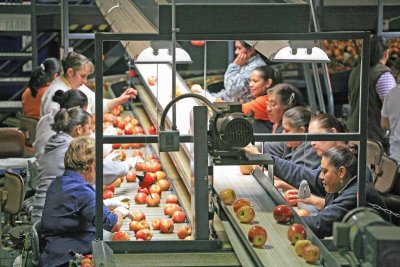  Sorting Apples