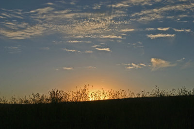 Sunset In Wheatfield Near Douglas