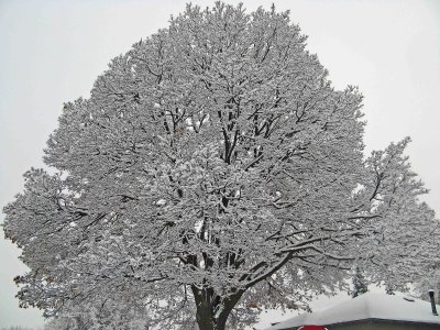  First Snow With Big Tree In Town