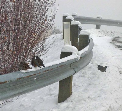  Quail Gathering