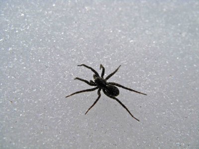  Spider  Out For A Winter Walk