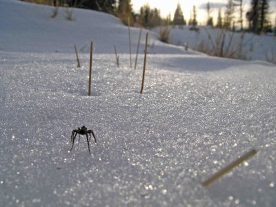 Spider Out For A Winter Stroll.