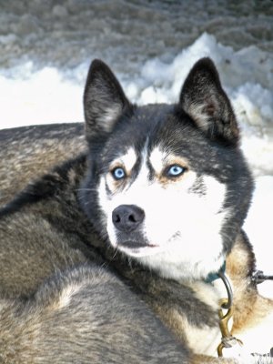  Race Dog  Waiting For Training Run