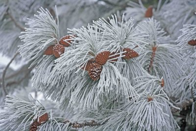  Frosty Ponderosa  Needles And Cones