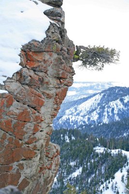  Lonely Tree Growing On  Peak Of Death