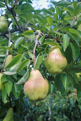  Pears Ready For Harvest