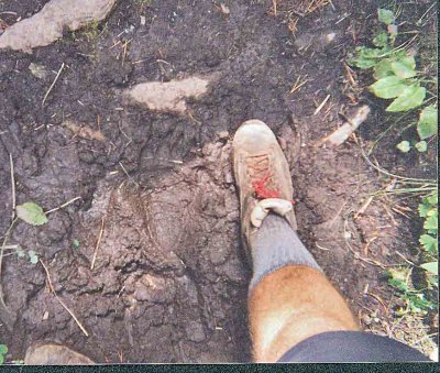  Grizzly Tracks In Bob Marshall near Rock Creek ( Aug. 1998)