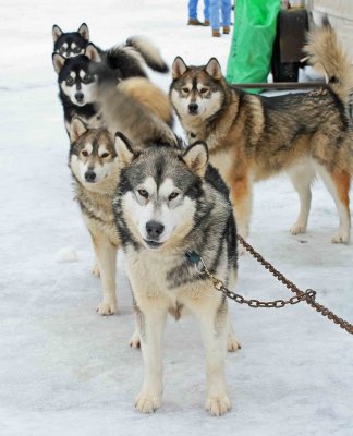  Cascade Quest 2007 Sled Dog Race