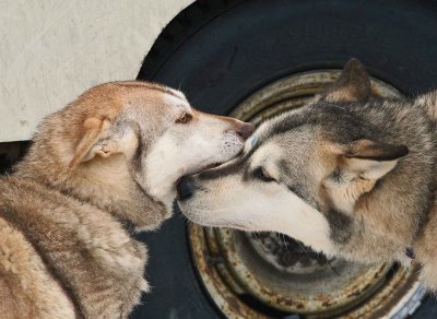 Puppy Love