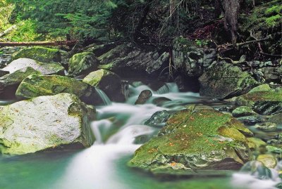  Thunder Creek In  Proposed  Scotchish Wilderness Of North Idaho