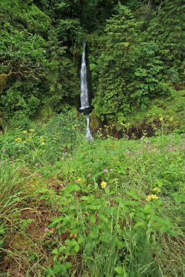  Wild Flowers Near Trail While Looking At One Of The many Waterfalls