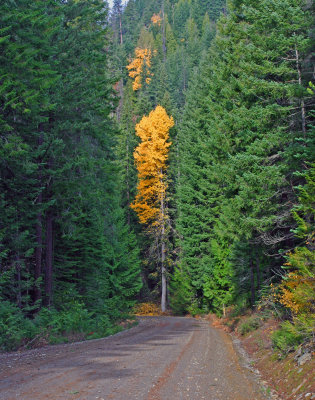  Fall Along The 11 Mile  Haul Road From Lake Chelan To Holden