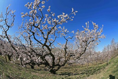  Plum Trees Are First To Bloom In Wenatchee Valley Orchards