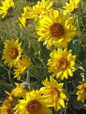  Arrowroot Balm Flowers