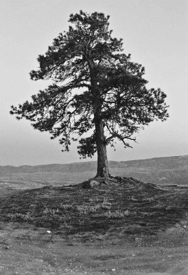  Lone Pine Tree On Brich Mountain Overlook Of Town