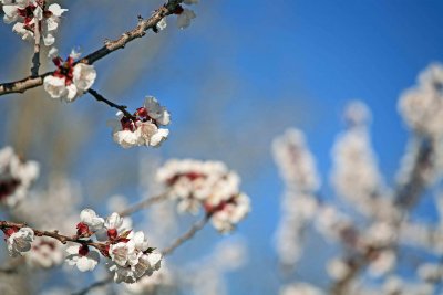  Plum Blossoms ( First Fuit To Bloom In The Valley)