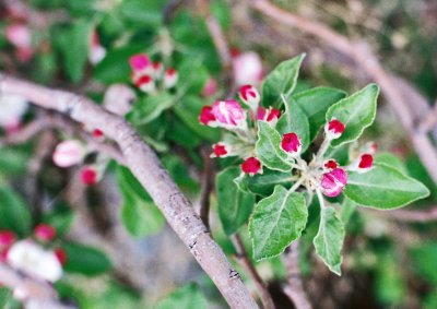 First Apple Blossoms Of Spring