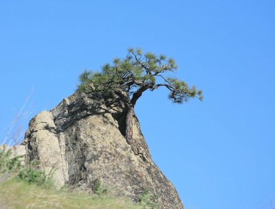  Tree Growing Out Of The Rock ( Peshastin Pinnicles)