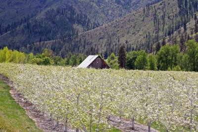 Pears In Bloom In Entiat Valley