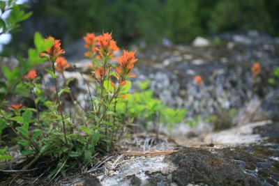  Indian Paintbrush Along Silver Falls Hiking Trail