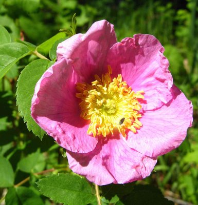 Wild Rose Along Mad River