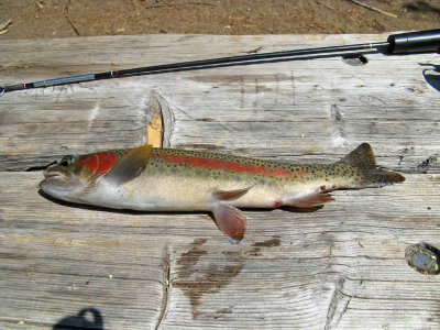  Nice  Rainbow  Trout