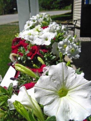  My Flower Boxes....